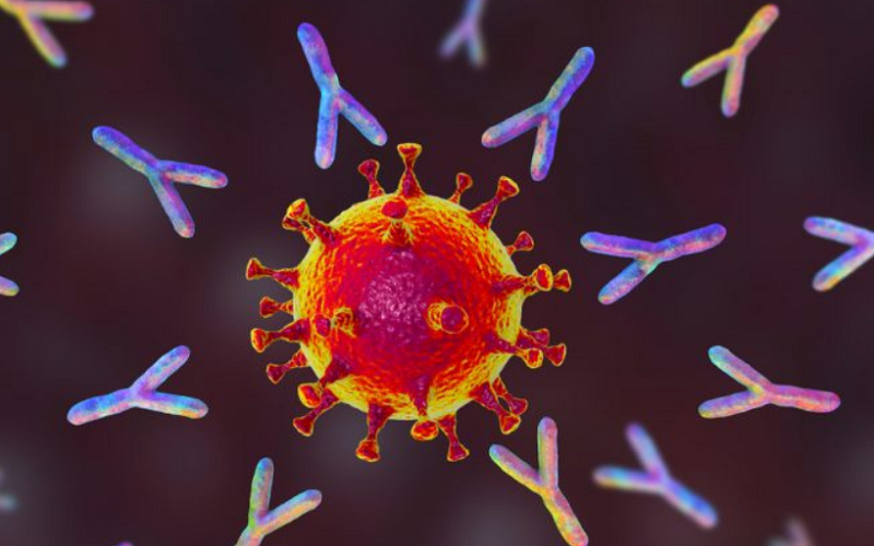 COVID-19: Что известно об антителах, серологических исследованиях и коллективном иммунитете. Объясняет ВОЗ