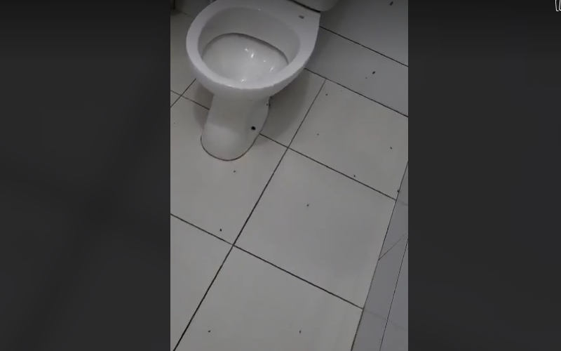 Video: Noi imagini înspăimântătoare de la Spitalul din Bălți. Gândacii roiesc prin saloanele în care se tratează copii: „Două nopți nu am dormit. Mi-era teamă că vor merge gândacii peste copil”