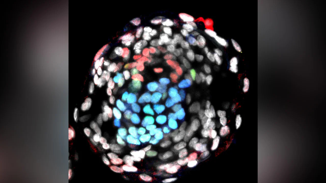 Au fost create primele modele de embrioni umani din celule stem. Ce înseamnă noua descoperire pentru medicină și evoluția lumii