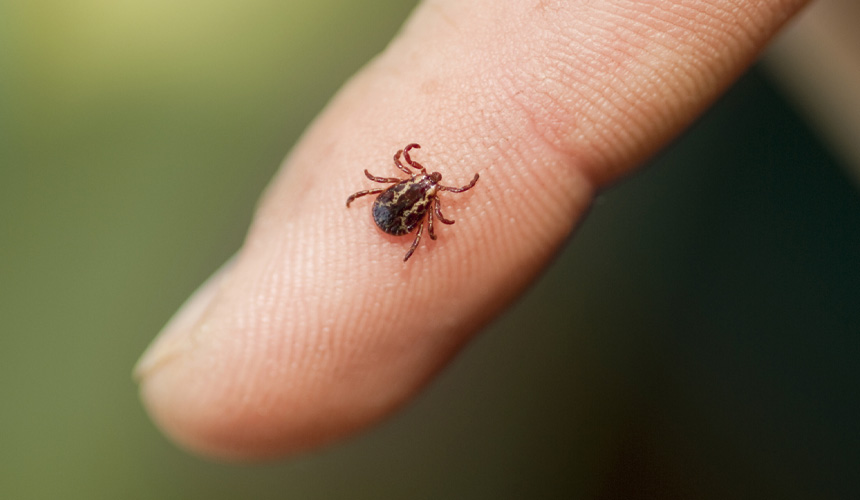 Schimbările climatice favorizează extinderea rapidă a unui virus mortal în Europa