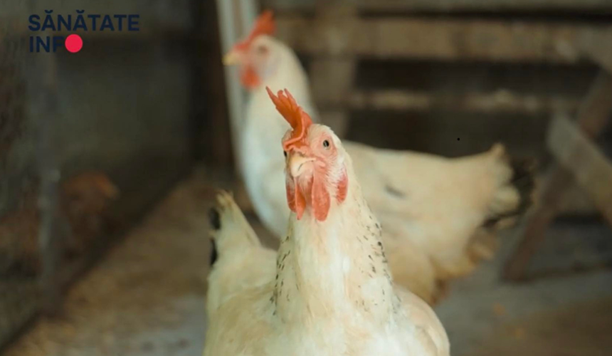 VIDEO//Mituri alimentare: Câte ouă poți mânca într-o săptămână?