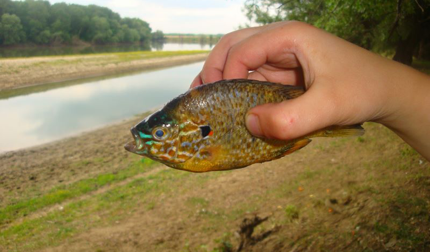 Locuitorii din Căușeni și Ștefan Vodă, îndemnați să nu consume pește din râul Nistru pentru a evita îmbolnăvirea în masă de boli diareice acute, provocate de deversările apelor uzate de la Bender
