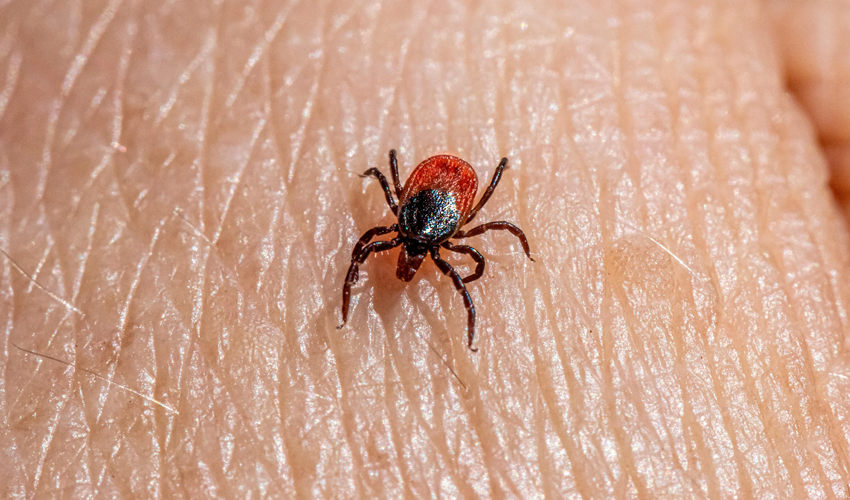 Zeci de persoane infectate cu boala Lyme de la începutul anului, inclusiv copii