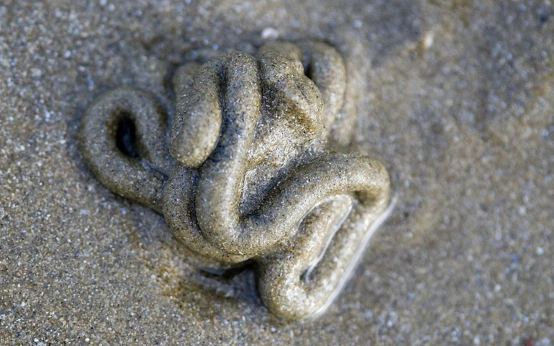 Un vierme marin ar putea deveni donatorul universal de sânge pentru oameni. A fost descoperit pe plajele din Bretania