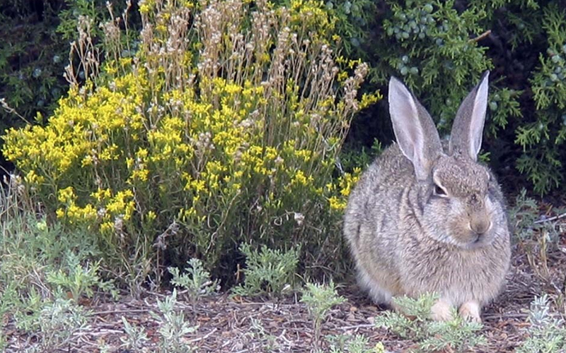 A fost înregistrat un caz de tularemie la un vânător amator. Infecția este extrem de periculoasă