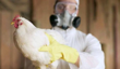 Sănătatea oamenilor, în pericol: Focarele de gripă aviară se răspândesc în mod alarmant