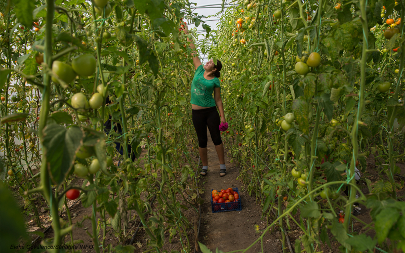 Grădina de la hospice