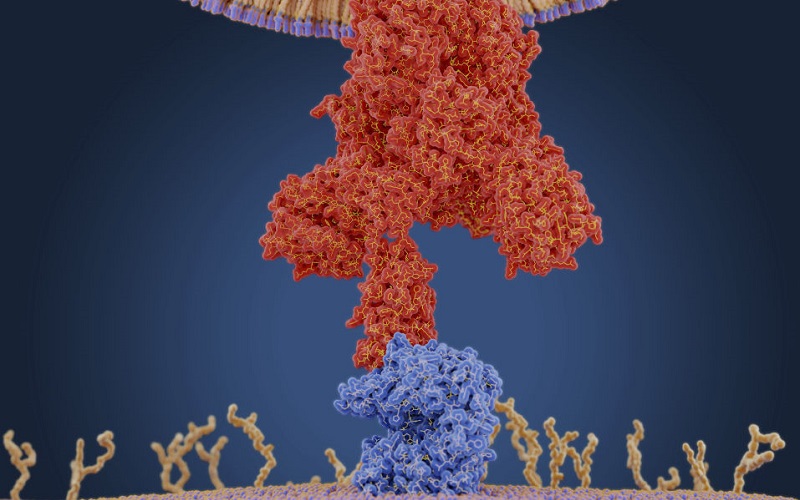 Vaccinurile ADN vs. ARNm: asemănări și diferențe