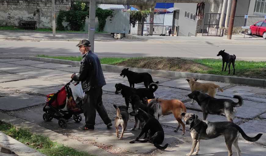 O educatoare atacată de câini în preajma unei grădinițe din Capitală a trebuit să se vaccineze împotriva rabiei pentru a evita îmbolnăvirea