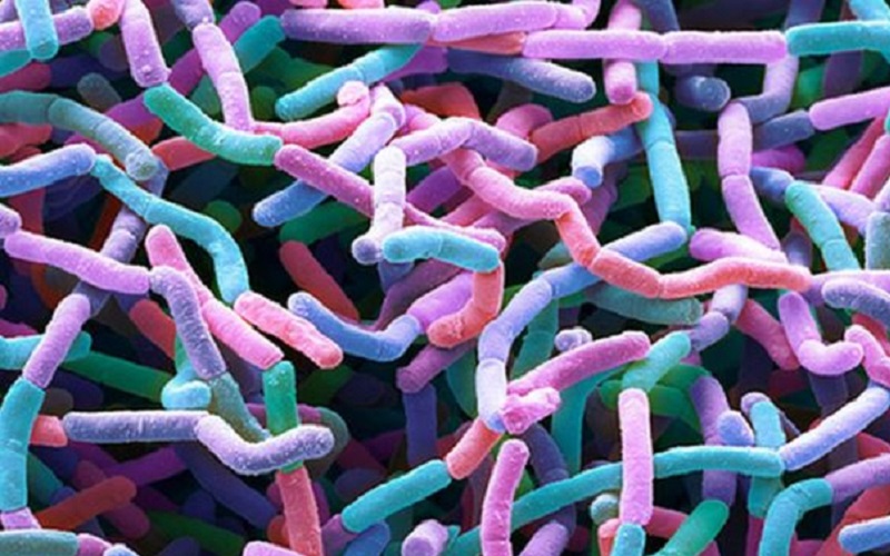 O nouă familie de antibiotice a fost descoperită în ... murdărie