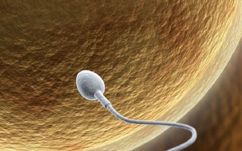 Nu am știut până acum totul despre spermatozoizi. La coada lor a fost descoperită o structură misterioasă