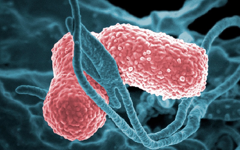 O superbacterie, rezistentă la antibioticele de ultimă generație, se răspândește rapid în spitalele din Europa. Decesele printre pacienți au crescut de 6 ori din această cauză